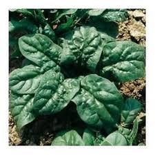 SPINACIO LORELAY ESTIVO GR.100